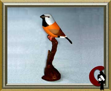 Black-throated finch - Poephila cincta